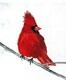 Little Cardinal